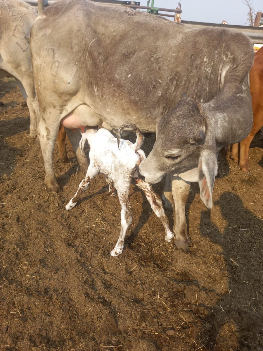 New week, new life 🙏🏽 #beefproduction #africaninfarming