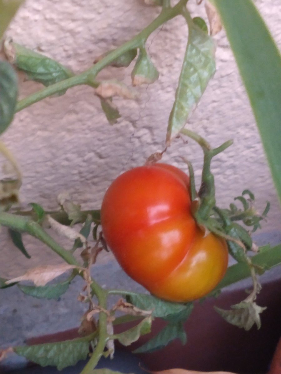 pancartera's tweet photo. Quién dijo que no iba a madurar?
Toma tomate.
Noticias del #minihuerto https://t.co/t9MbksLkbv