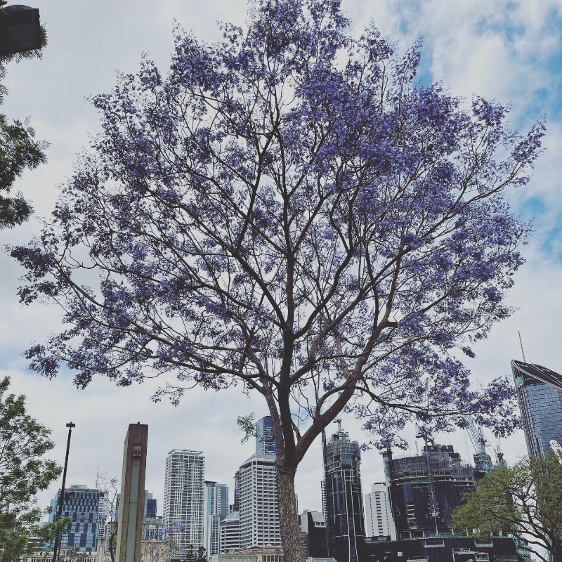 VisitSouthBank's tweet photo. 💜 #jacaranda season is in full swing! This beauty can be found across from the Brisbane sign. Jacarandas are popular in Australia but are not native. Originally from south-central South America, they have been widely planted across the globe. #visitsouthbank  📷 : @gwennyrg/IG https://t.co/KhqDzeFZM0