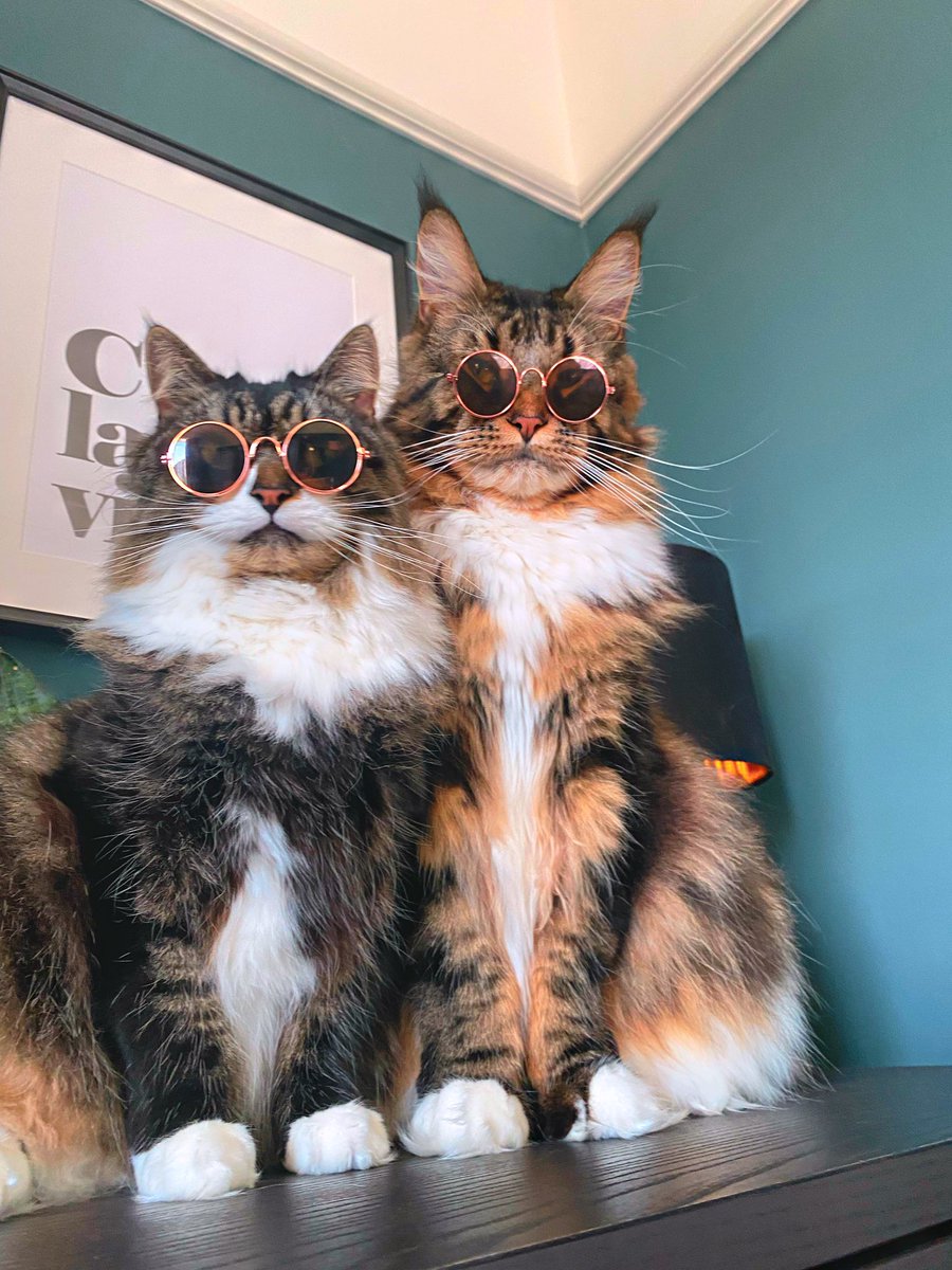 😎😎 #CatsOfTwitter #DomesticLonghair #MaineCoon