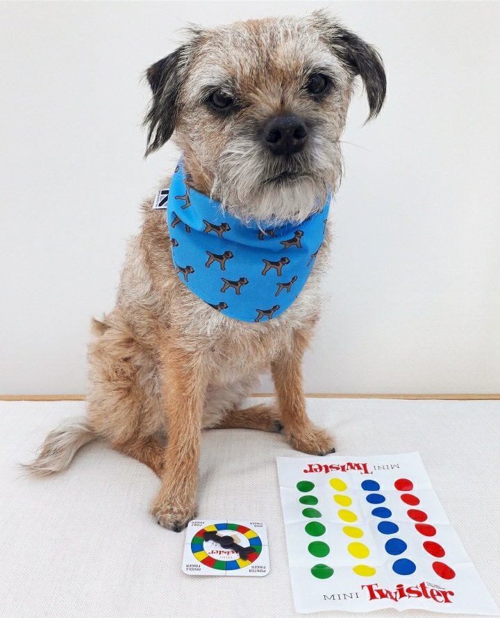 misheleneous's tweet photo. The 8K #Giveaway is here!
1. Follow @misheleneous 2. Like &amp; RT this post (no Quote RTs!) 3. Comment below with pic of your pooch &amp; their name. Closes 31/10. Winner chosen by Heidi. Her decision is final! https://t.co/6wQMm52a9G 🐕 #mhhsbd #dogsoftwitter #dogs https://t.co/iqEYXhspyJ
