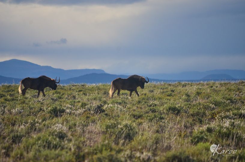 Black wildebeest in #CamdebooNationalPark 📸Ons Karoo en Kontrei #GraaffReinet #LiveYourWild <a href="/SANParks/">SANParks</a>