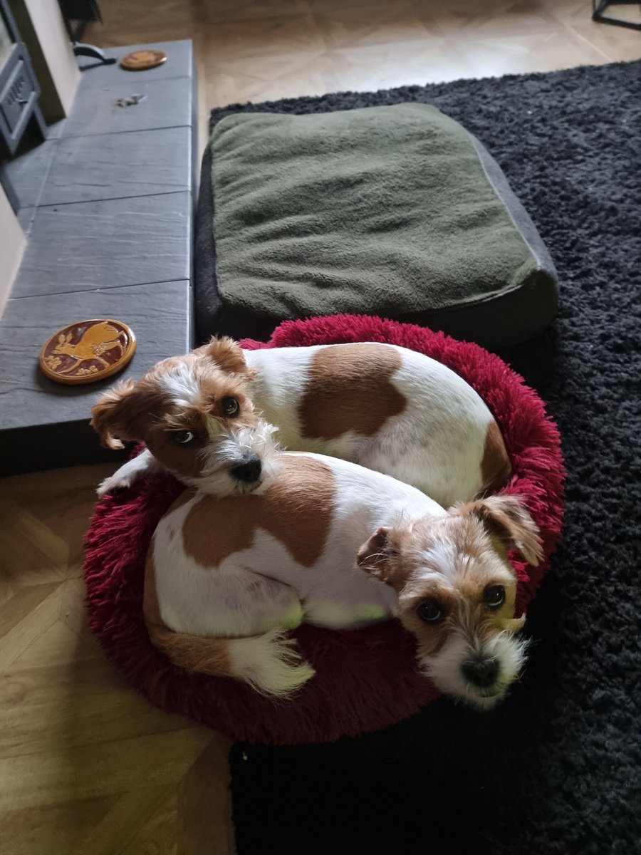 MillieandGriff tweet picture