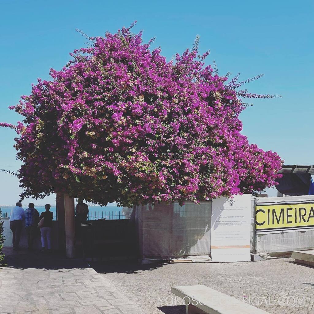test ツイッターメディア - サンタ・ルジアの展望台は巨大ブーゲンビリアの木陰の下でアルファマ地区が一望できます。　#リスボン #ポルトガル https://t.co/Z5yCZAwvsA