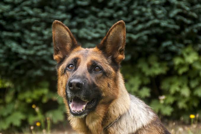 Vipnak1's tweet photo. We offer dog patrol services, we keep you safe 24/7. Try us and you will never regret.
#asaferpointofview #vipnakforlife https://t.co/3z7ITcSCr8