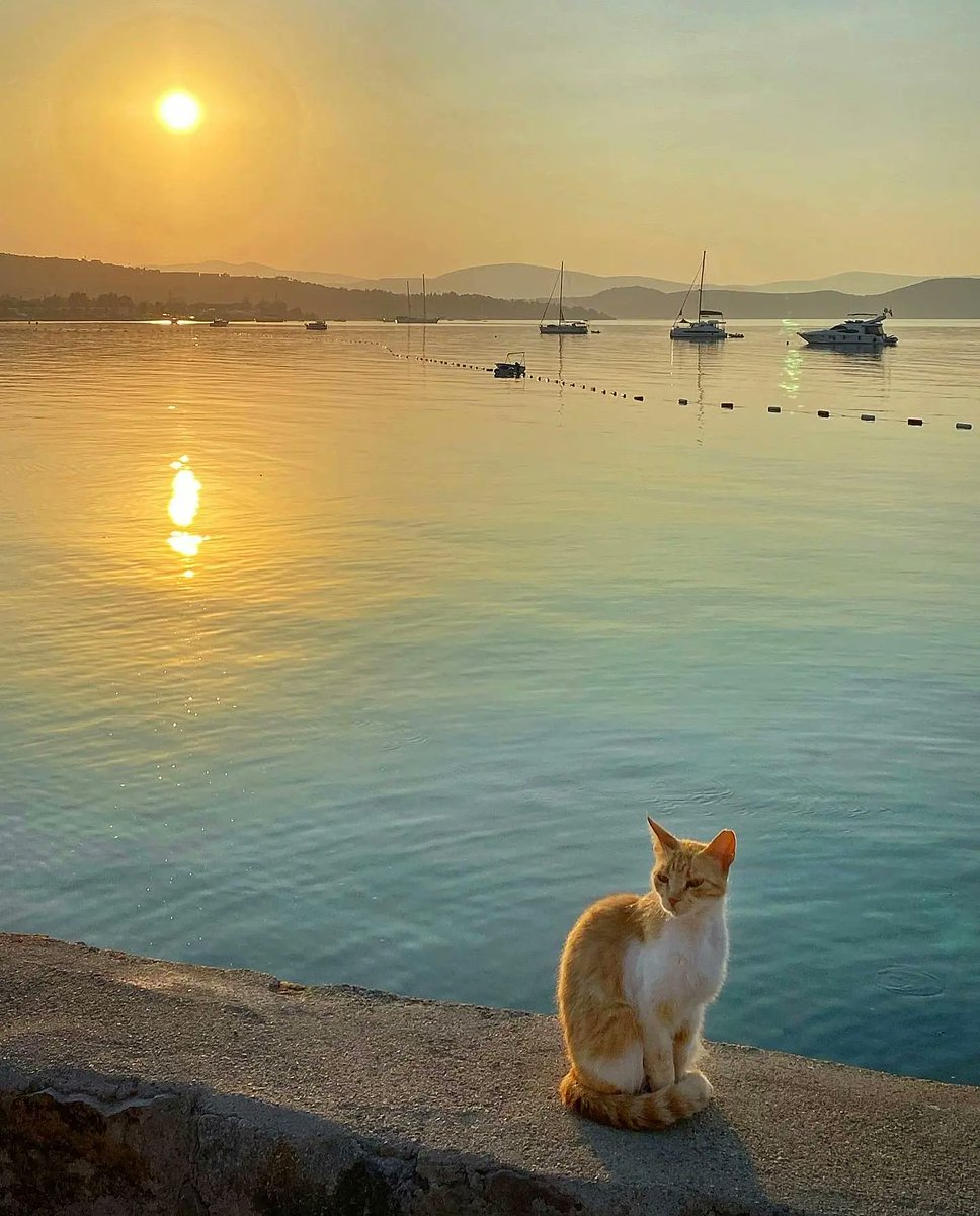 Bodrum'un kedileri kadar güzel bir hafta dileriz 🐱

#pazartesi