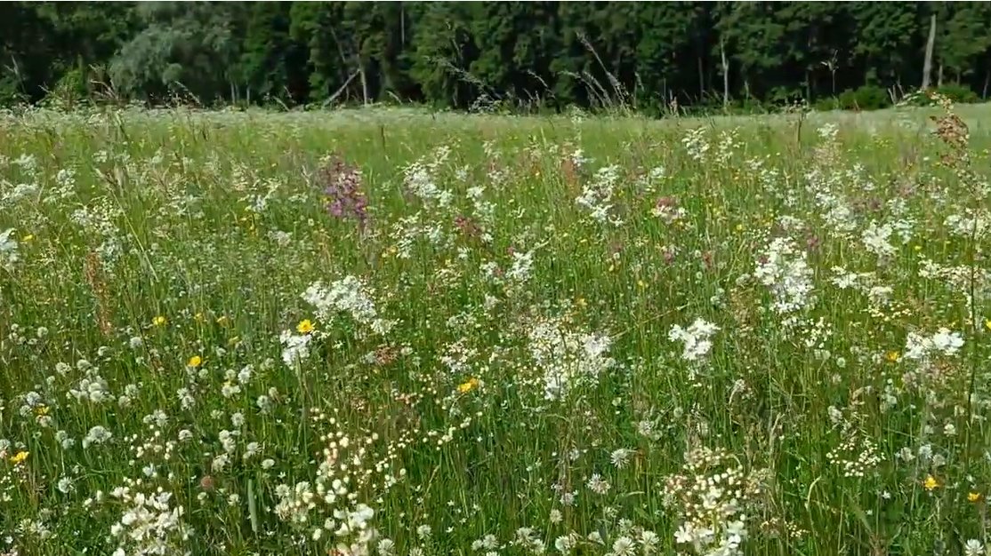 InterregPROGRE1's tweet image. New @interregeurope #PROGRESS Good Practice: #Latvia + all #BalticStates  Identification, analysis and valuing of 🌾Grassland #EcosystemServices for 🔝management and conservation #LIFEVivaGrass @LIFEprogramme 
Check ot the video here 📹‼️📲
tuit.cat/uqVnR