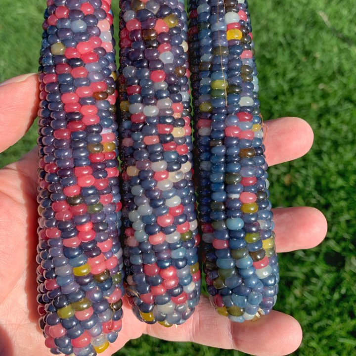 IAfazari's tweet image. I love #agriculture how about you????

Farming🌱🌱🌱