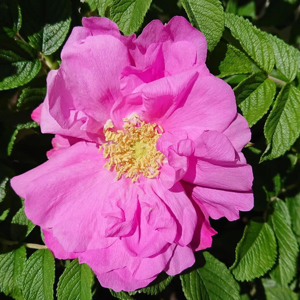 EndersbyArt's tweet image. And so another rose season begins with the highly fragrant rugosa Belle Poitevine! 

#roses #rugosa #springinmelbourne #rosegardenreverie instagr.am/p/CjhecErvqaG/