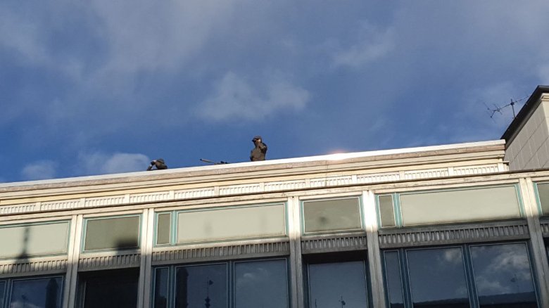 yucklo's tweet photo. Wenn man Dich als Demonstrant mit #Scharfschützen bedroht, dann bist Du auf einer #Demo in #Hannover in #Niedersachsen

Stellt Euch mal die Frage, warum in Hannover der Protest seit Beginn immer so martialisch niedergehalten wird.

https://t.co/97gwFiAe5I https://t.co/lStS5lOMdQ