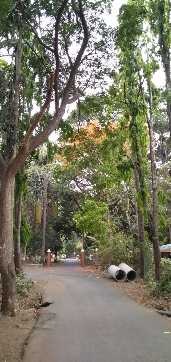 rutu_adi's tweet photo. A habit is a routine bhavior that's performed regularly in many cases automaticlly👻

@rutu_adi

#World #nature #rutu_adivarekar #photography #photo #PhotoOfTheDay #Trending #trees #NaturePhotograhpy #travel #tree #Good #Summer #sundayvibes #life #travel #street #art #Viral https://t.co/dbyIEfUmhZ