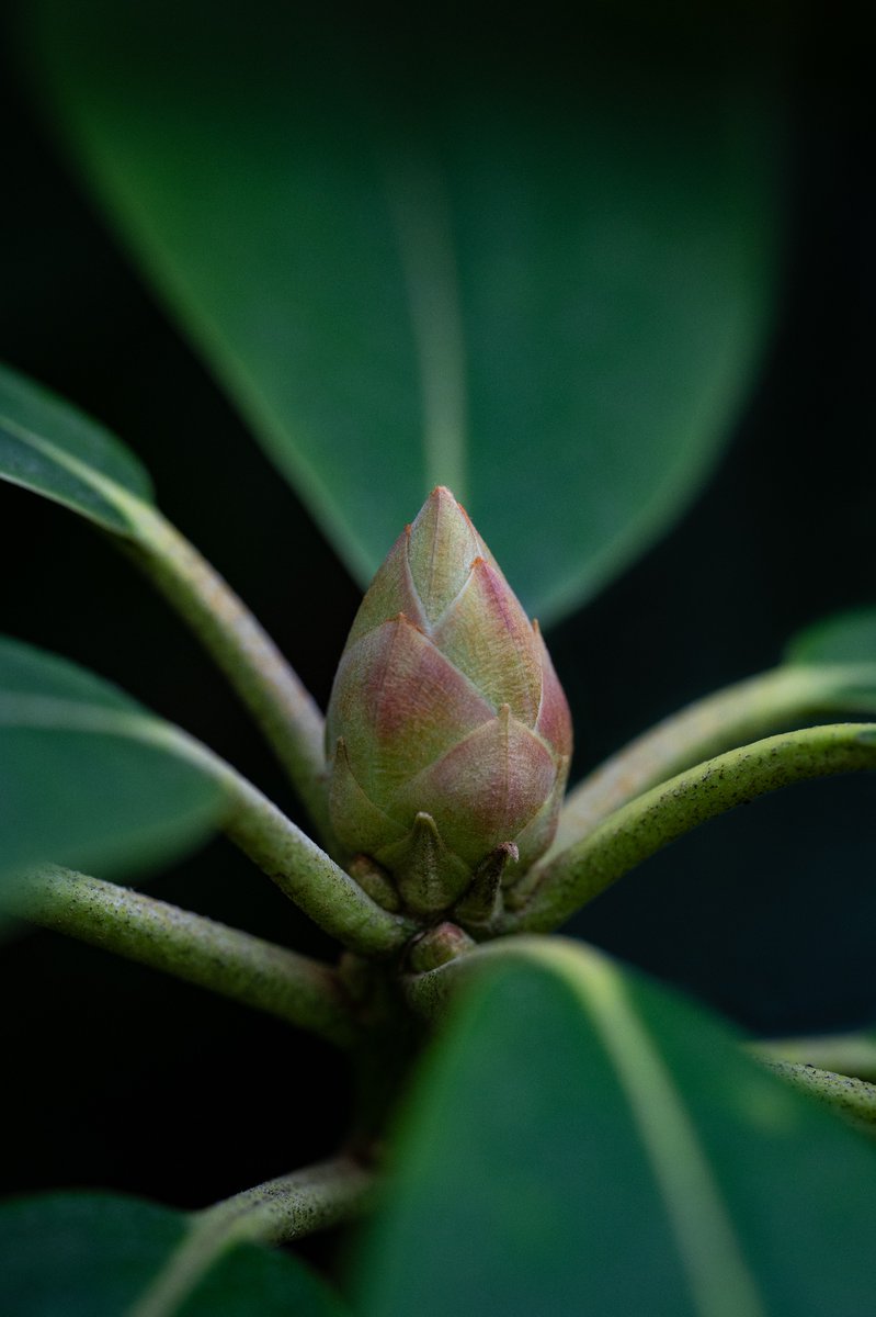 RiddellPhilip's tweet photo. “Bloomin’ ready” 

A member of the genus #Rhododendron getting ready early in @WestonbirtArb 
#WexMondays

#iamnikon #appicoftheweek #WexMondays #macrophotography #plant #autumn https://t.co/RRuQVvT4fP