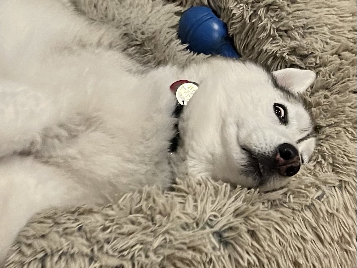 kathygori's tweet photo. Believe it or not this guy is deeply asleep. So, goodnight from Tyrion
#siberianhusky #DogsofTwittter #sibes https://t.co/Y3894nsEdP