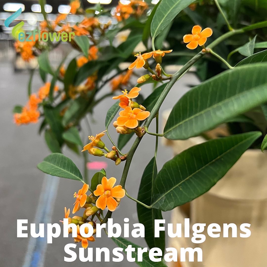 ez_flower's tweet photo. I had a great Sunday morning! Max Verstappen worldchampion Formula 1. And now I am having a brilliant Monday morning, life is good. #flowers #blooms #flowersfromholland #dutchflowers #ezflower #flowerwholesale https://t.co/tmxdg8vOBL