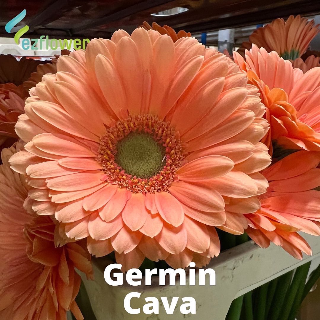 ez_flower's tweet photo. I had a great Sunday morning! Max Verstappen worldchampion Formula 1. And now I am having a brilliant Monday morning, life is good. #flowers #blooms #flowersfromholland #dutchflowers #ezflower #flowerwholesale https://t.co/tmxdg8vOBL