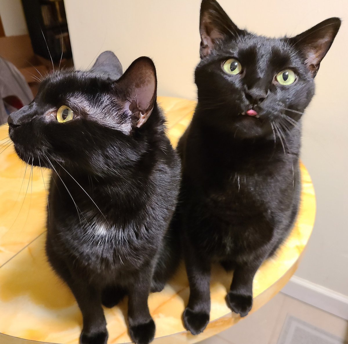 siamesesin's tweet photo. Edpurr Allan Poe and Sir Arthur Kitten Doyle are here to represent the Recliner Division of the 2nd Void Battalion of ARMY.
#ARMYPets
@BTS_twt https://t.co/EWrKYeMW7I