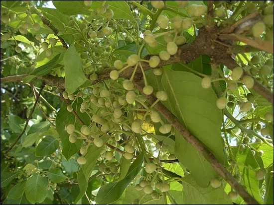 PlanetAyurveda4's tweet photo. Medasaka (Litsea glutinosa)- Ayurvedic Properties
#article
https://t.co/SFaXvW7qQk
Medasaka is the tree whose #botanical name is #Litsea #glutinosa and belongs to the family of #Lauraceae. This #plant is found globally in different countries from #India to #Australia. https://t.co/m4mcLP9r0h