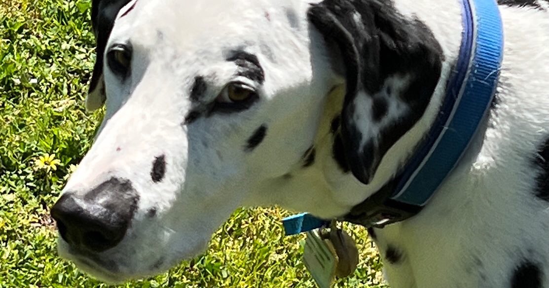 CourageChick's tweet photo. #birthdaydogs #dalmatians #twins #9yo https://t.co/Nrxw6SW5wV