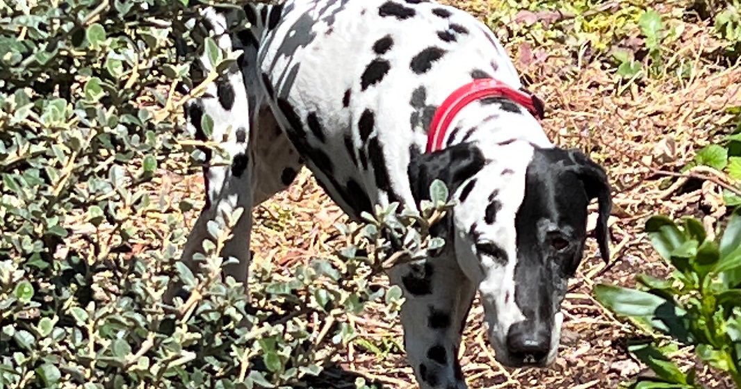 CourageChick's tweet photo. #birthdaydogs #dalmatians #twins #9yo https://t.co/Nrxw6SW5wV