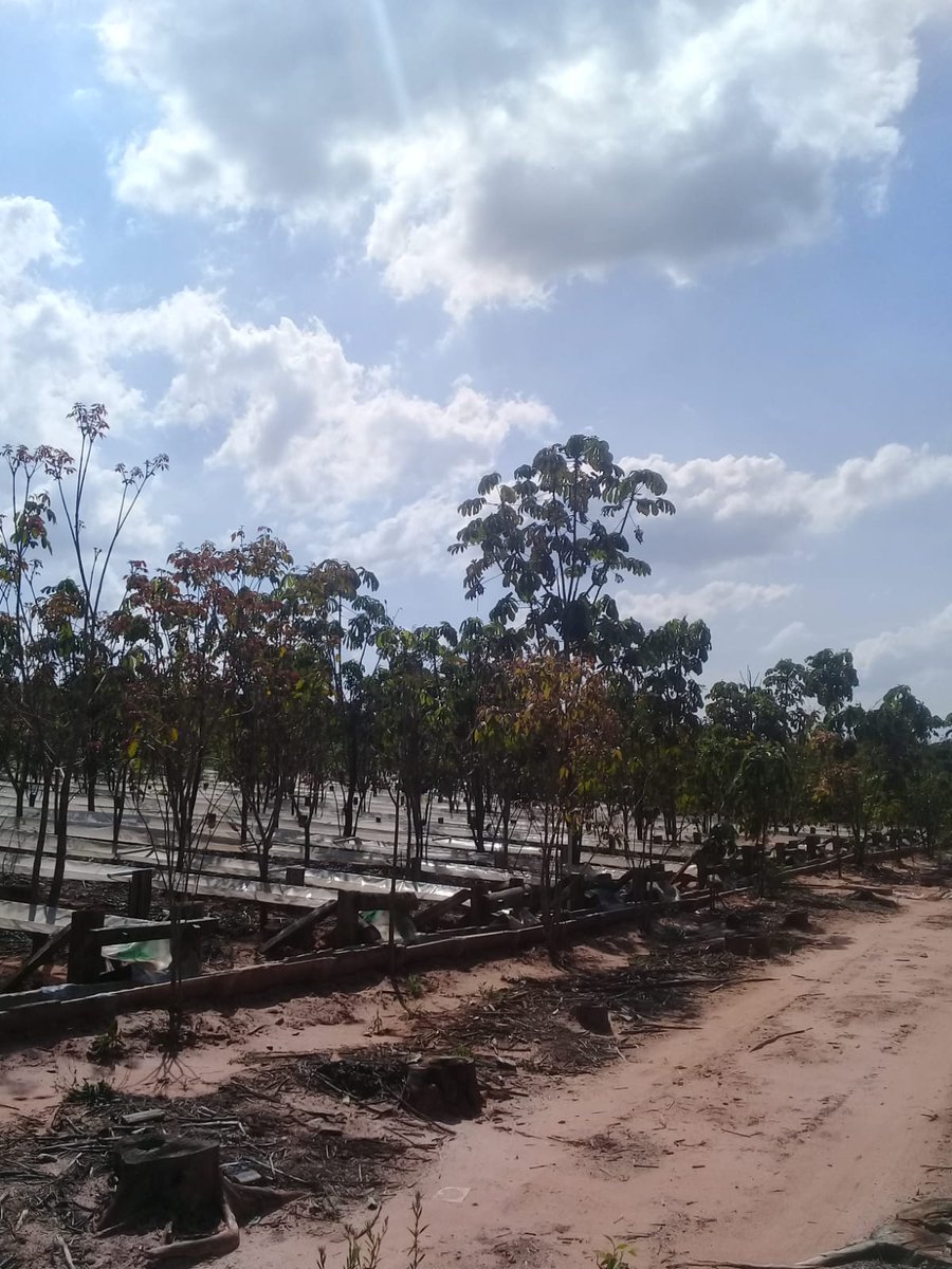 JoGuillemot's tweet photo. Some new science going on in our #MataDIV experiment in #Brazil for the @MixForChangeTDN project! @AgnRobin is coordinating the start of a number of protocols on the effects of tree diversity on decomposition, growth, above and below ground microbiota. Go, Go, Go! #BEF https://t.co/uSUyHeWhy2