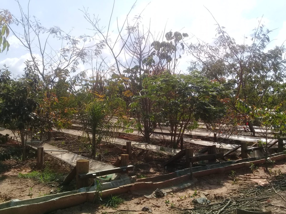 JoGuillemot's tweet photo. Some new science going on in our #MataDIV experiment in #Brazil for the @MixForChangeTDN project! @AgnRobin is coordinating the start of a number of protocols on the effects of tree diversity on decomposition, growth, above and below ground microbiota. Go, Go, Go! #BEF https://t.co/uSUyHeWhy2