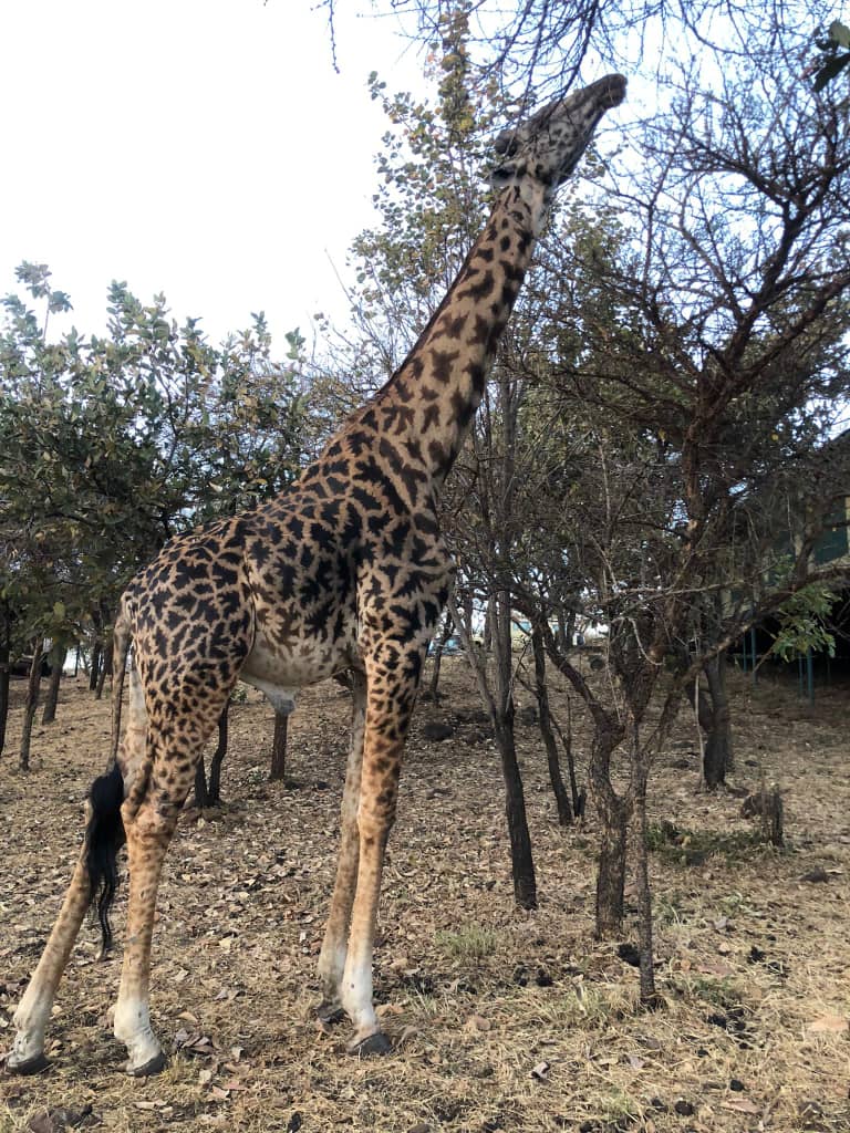 ZaraTours's tweet photo. Good 😊 Morning from #springlandshotel Our #happy #tourists excited and set for the 7 days #Tanzania #Safari @SerengetiParkTz @visitngorongoro
@Tarangirepark with @ZaraTours 

Book Your Safari Today:-
📧 zara@zaratours.com
📱+18665504447 Toll Free Number
#MondayMorning 👇 https://t.co/YiHgRpdpQI