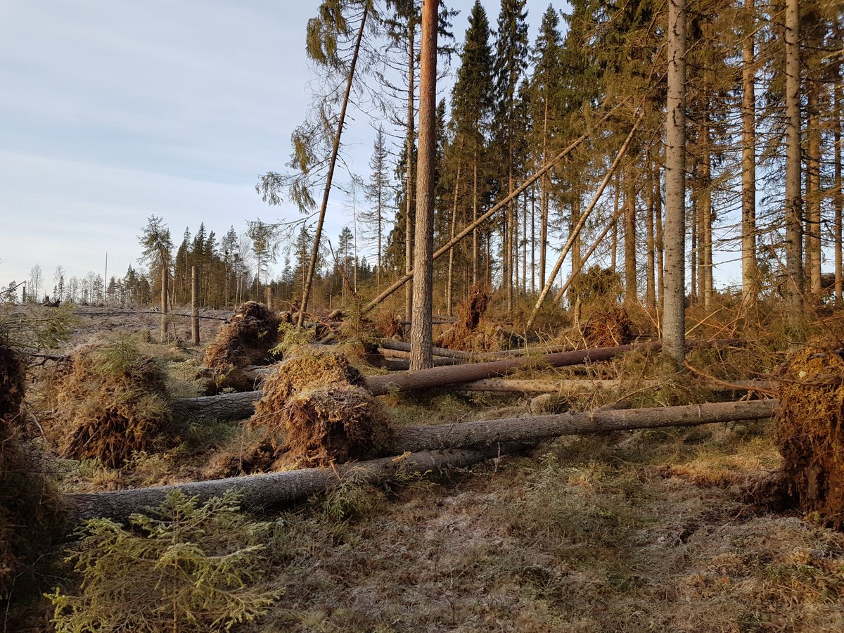 Want to know how susceptible are Swedish #riparian buffers to windfelling? A spoiler: very susceptible😯. New publication by myself, <a href="/emhasselquist/">𝙴𝚕𝚒𝚣𝚊 𝙼𝚊𝚑𝚎𝚛 𝙷𝚊𝚜𝚜𝚎𝚕𝚚𝚞𝚒𝚜𝚝</a> and a master student I supervised Gustaf Nilsson. 

link.springer.com/article/10.100…