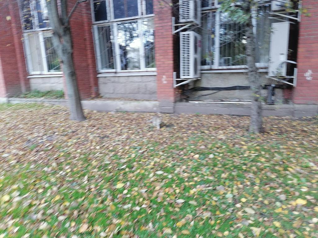 Вот вам ещё котика #осень_Питера