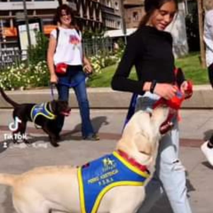 4patasparalbert's tweet photo. Encuentro Autismo en Madrid y los perros de Dogpoint no podían faltar!
#autismo #asperger #diversos #juntosumamos #capacidades #dogpoint #cuatropatasparalbert #perrosdeasistencia #Iencuentro #Madrid https://t.co/GMlfupEbQV https://t.co/9k51Xc2dI5