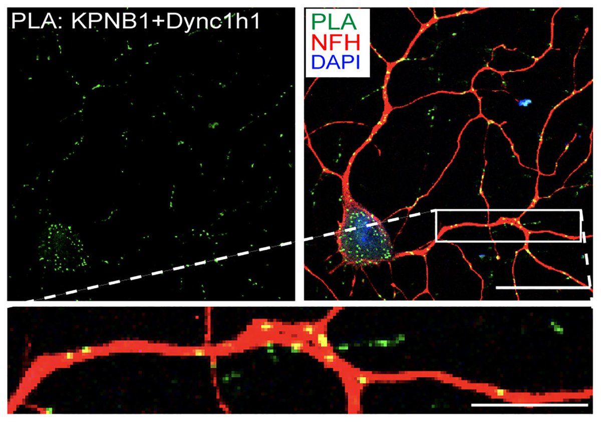 Happy to share this huge collaborative effort! I hope this antibody will be useful for many projects to come! 
sciencedirect.com/science/articl…