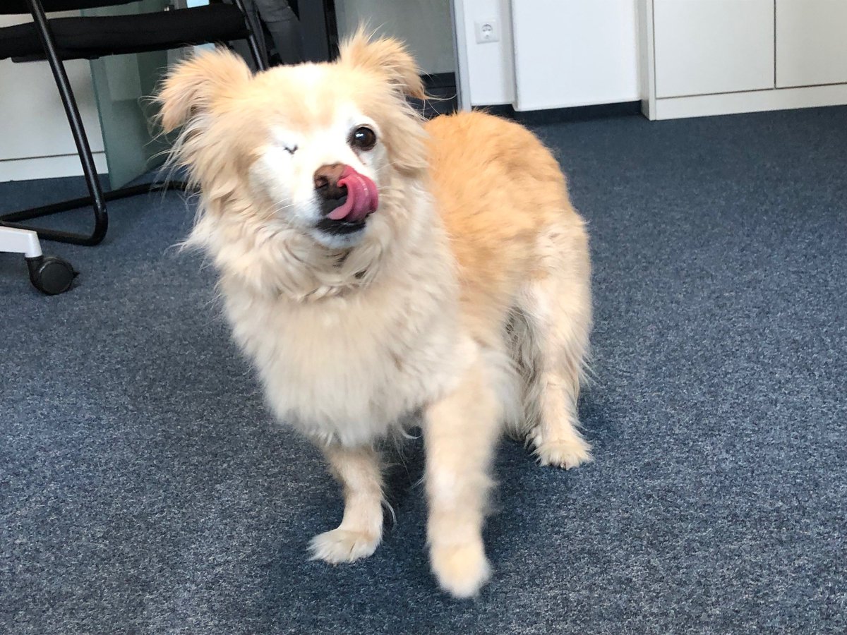 HAM_Presse's tweet photo. 😍Ohne unsere vierbeinigen #Feelgoodmanager wäre der Arbeitstag nur halb so schön: Ein Hoch auf Odin, Button und Mylo - heute gibt's ein Extra-Leckerli für diese wirklich unverzichtbaren Kollegen in der Pressestelle @HamburgAirport 🐕🐶🦮#Welthundetag https://t.co/EFe5ghEw8o