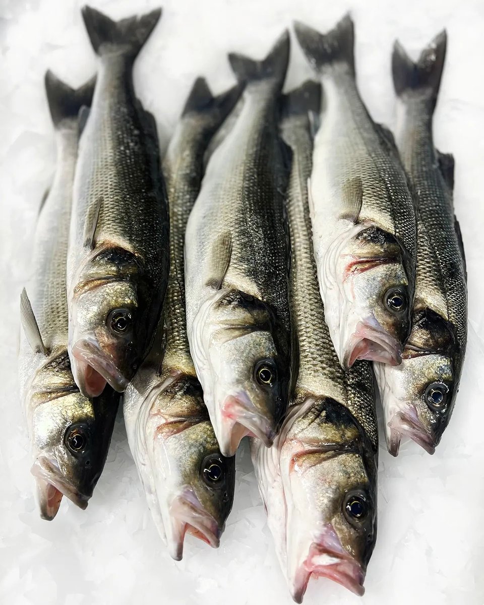It looks like it's choir practice for our E+ Line Caught Bass today 🎶

Our prime silver bars are available at great rates right now and are well worth the buy when the quality is this phenomenal 💥