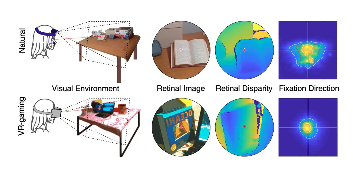 📢New Paper!📢

We show eye movements &amp; binocular disparities experienced in #VR are quite different from those in the natural world, leading to discomfort in #VR. We suggest improvements! A 🧵

In press at #ACMToG (dl.acm.org/doi/10.1145/35…) to be presented at #SIGGRAPH2023!