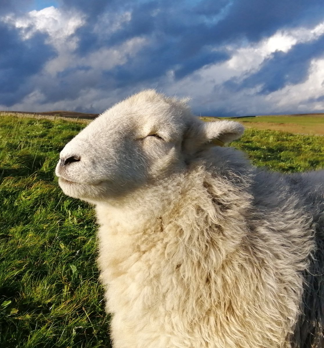 highfieldsherdy's tweet photo. Droopsy enjoying the feeling with the warmth of the sun on your face...
#herdwicks #farmlife #hillfarm #PeakDistrict https://t.co/aYSjlhdZ7g