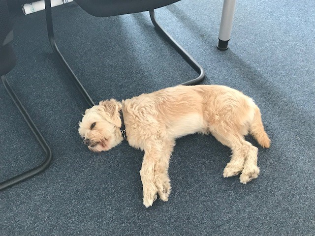 HAM_Presse's tweet photo. 😍Ohne unsere vierbeinigen #Feelgoodmanager wäre der Arbeitstag nur halb so schön: Ein Hoch auf Odin, Button und Mylo - heute gibt's ein Extra-Leckerli für diese wirklich unverzichtbaren Kollegen in der Pressestelle @HamburgAirport 🐕🐶🦮#Welthundetag https://t.co/EFe5ghEw8o
