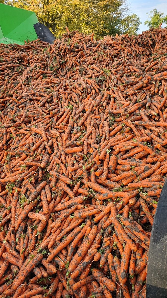 We beginnen de week met een vrachtje verse biologische wortelen rooien voor de lokale supermarkt, in Mannheim 😄🥕
