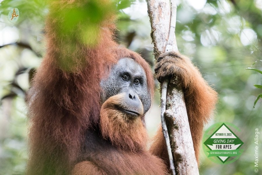 Tomorrow is Giving Day for Apes, a special day on the calendar that helps Great Ape conservation and welfare projects like ours! Please think about contributing, and helping #SOCP continue its important work protecting Sumatran and Tapanuli Orangutans 
givingdayforapes.org/organization/S…