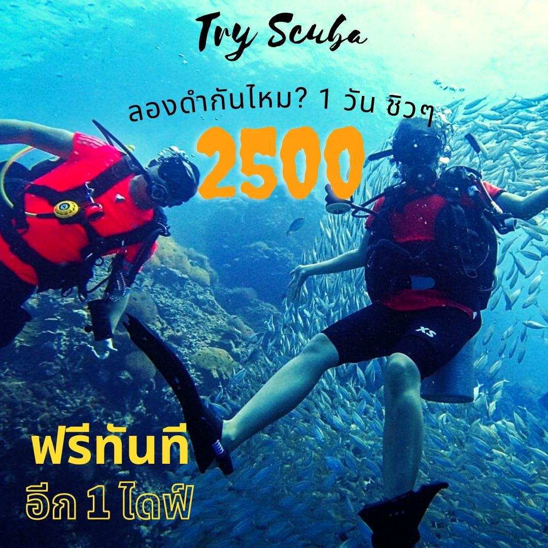 CZONEDIVER's tweet photo. #czonediver #thailand #kohtao #promotion #scuba https://t.co/flYDwFiBxp