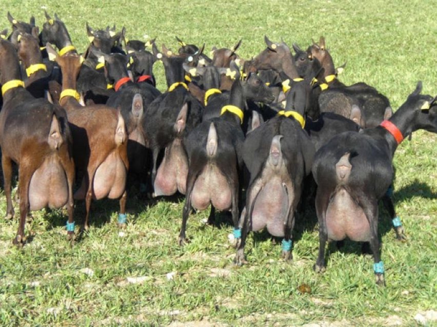 WorldlyHQ's tweet photo. Dairy goat farming is profitable. Do you plan to join it? https://t.co/2MAI4zGuH5