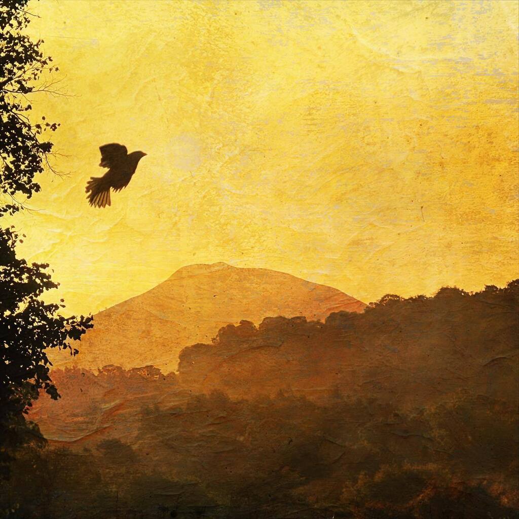 craigcpaterson's tweet image. Lucky shot of pigeon taking off from tree with Eildon Hills in the background.
.
#distressedfx #distressedfxapp #goldenhour #instadaily #photoedit #shotoniphone13pro #eildonhills instagr.am/p/CjhpSygjuV0/