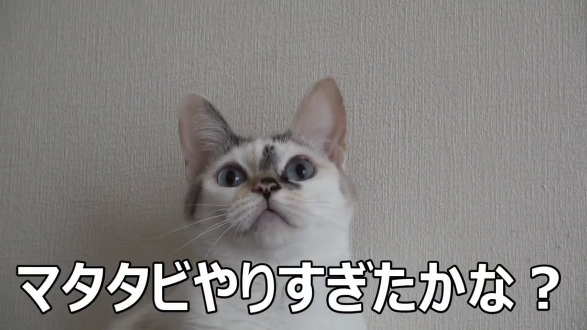 cat_yotuber's tweet photo. 今日はスポーツの日
猫さん。マタタビばっかりやってないで運動したらどうですか？
#スポーツの日 
#猫好きさんと繋がりたい 
#猫のい���暮らし https://t.co/1rzUAfYulL