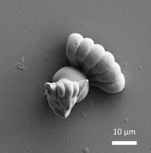 Image of the Month for September: Microscale Pokémon fabricated via 2PP and imaged in the hydrated state via Cryo SEM
(Credit: Alexa Ennis) <a href="/cranntcd/">cranntcd</a> <a href="/ambercentre/">AMBER</a> <a href="/florealarissa/">Larisa Florea</a>