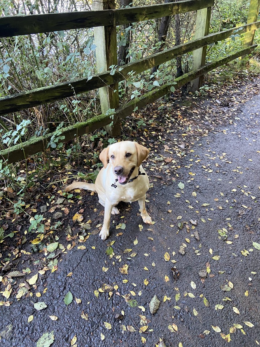 trebletrainer's tweet photo. My dog just loved the autumn https://t.co/TOiiMqEoCw