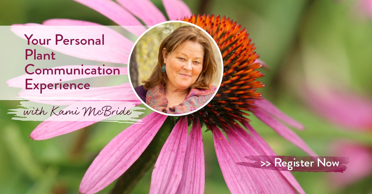[FREE WEBINAR] The Earth is speaking, and it’s time to listen to what the plants are telling us! Find out how to awaken your innate ability to communicate with plants in this free webinar with Kami McBride. Grab a seat!
sacredinnerwisdom.com/recommends/pla…
#plantwisdom #plantcommunication