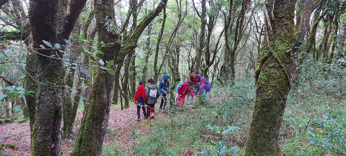 Explorando el bosque