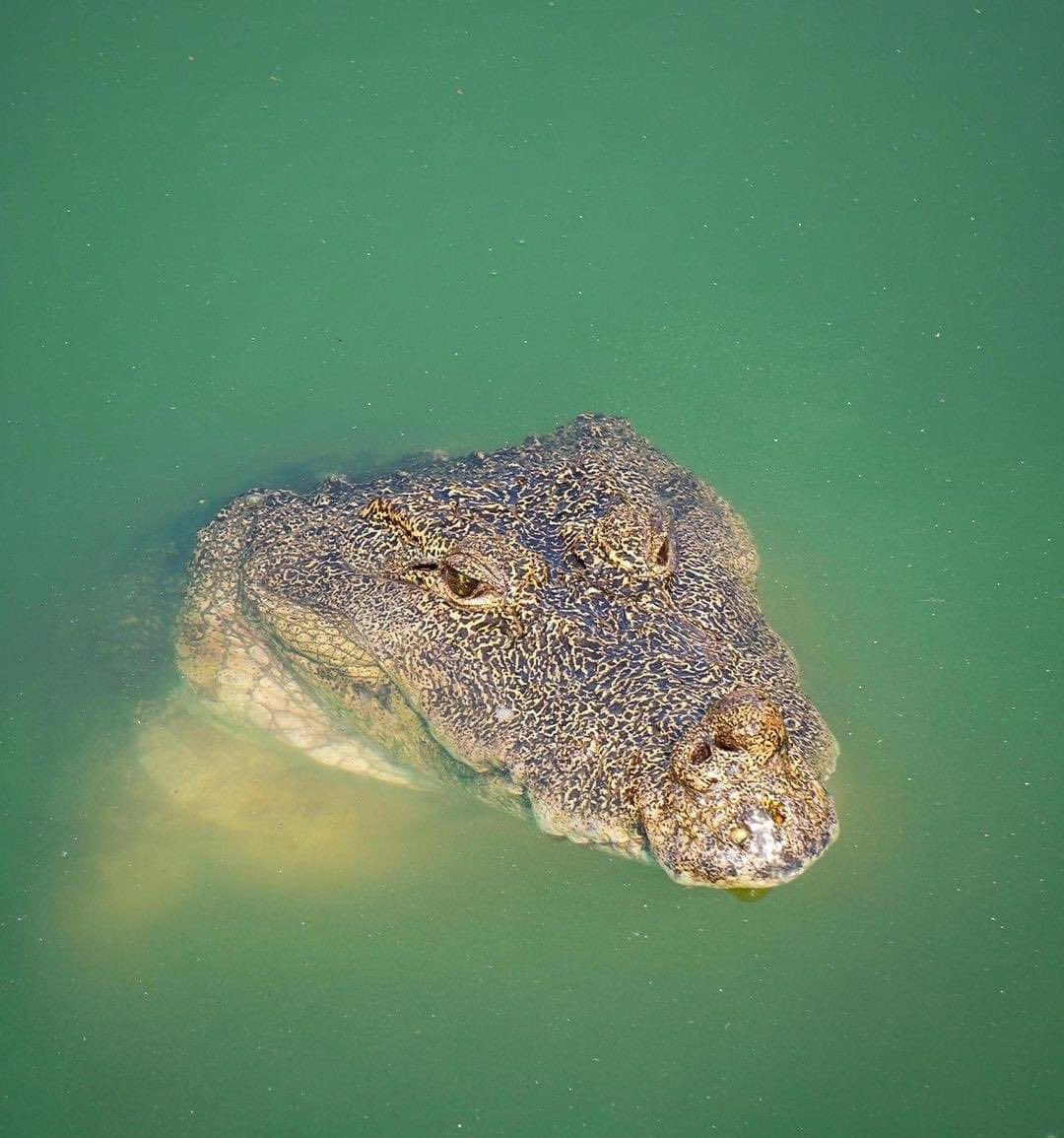 Shruthi_Thumbri's tweet photo. Divine crocodile Babiya which was guarding Shri Anantapura lake temple in kasaragodu is no more. 

Vegetarian Babiya lived in temple lake for the last 70+ years by eating the prasadam of Sri Ananthapadmanabha Swamy. 🙏 https://t.co/pzJPqQz2pn