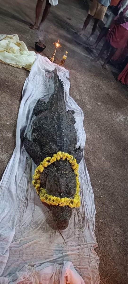 Shruthi_Thumbri's tweet photo. Divine crocodile Babiya which was guarding Shri Anantapura lake temple in kasaragodu is no more. 

Vegetarian Babiya lived in temple lake for the last 70+ years by eating the prasadam of Sri Ananthapadmanabha Swamy. 🙏 https://t.co/pzJPqQz2pn