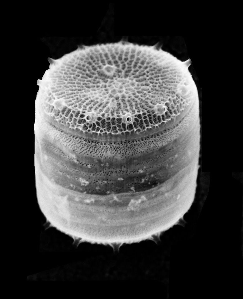 PhD position on Diatom CO2-fixation. Fully funded and open to all nationalities. Please RT. mackinderlab.com for more details. findaphd.com/phds/project/d…