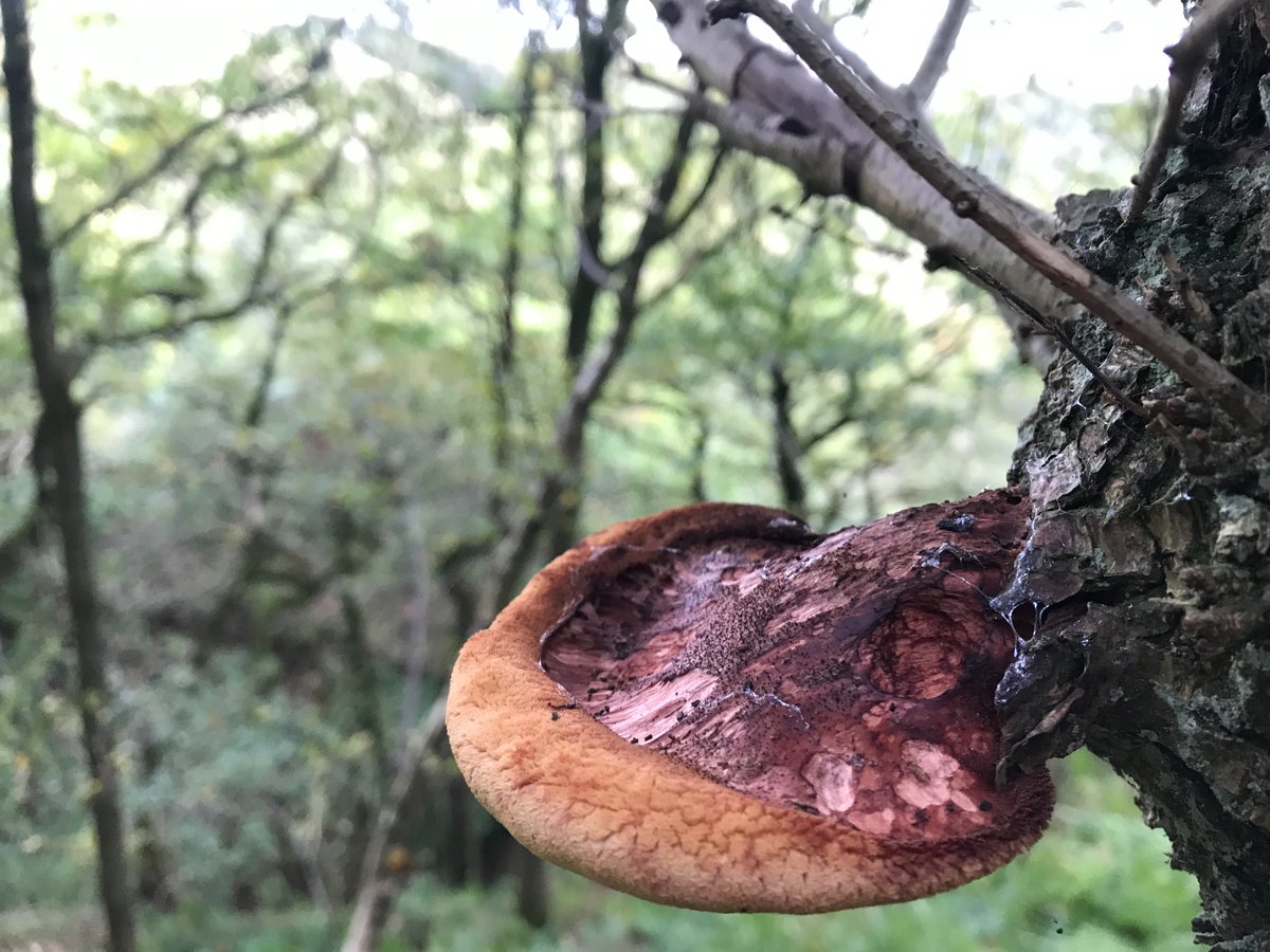 Jo Kennedy tweet media