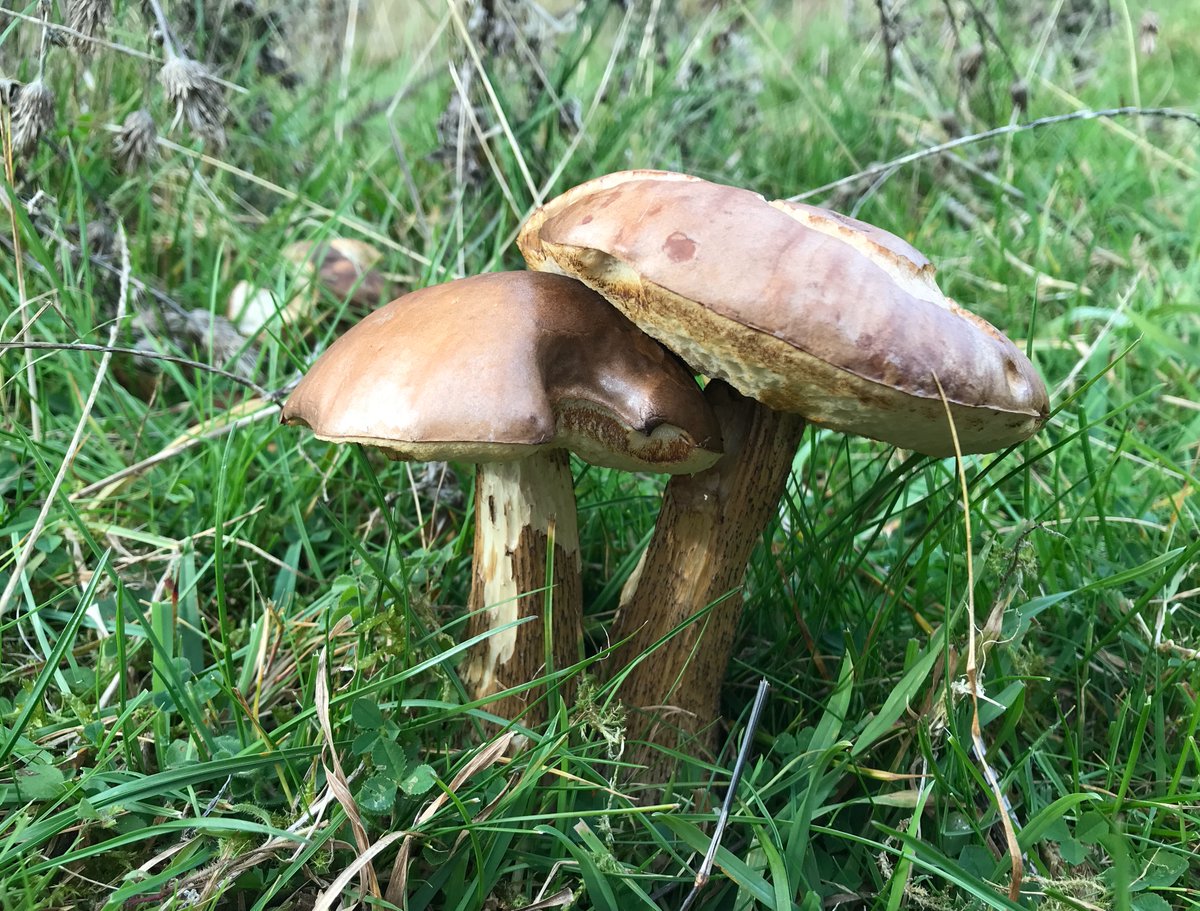 Jo Kennedy tweet media